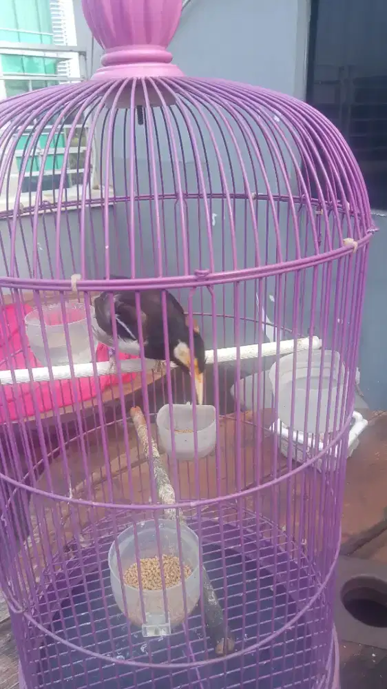 Suren fullset kandang