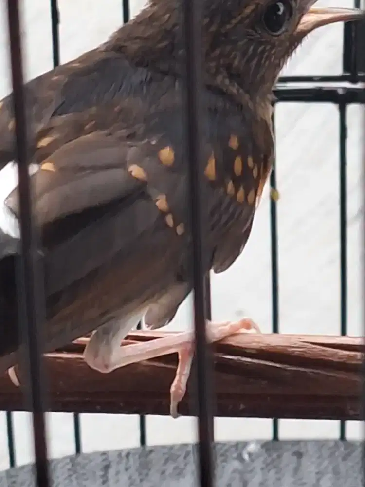 Trotolan MB usia 2,5 blm mandiri