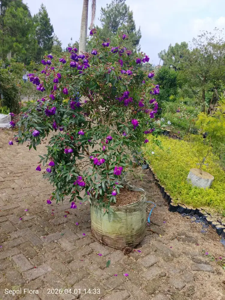 Jual tanaman Bunga Violet