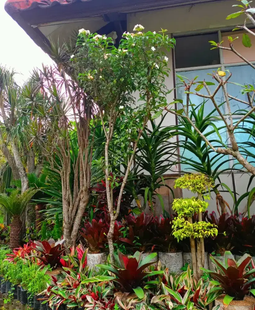 Tukang Taman Jabodetabek