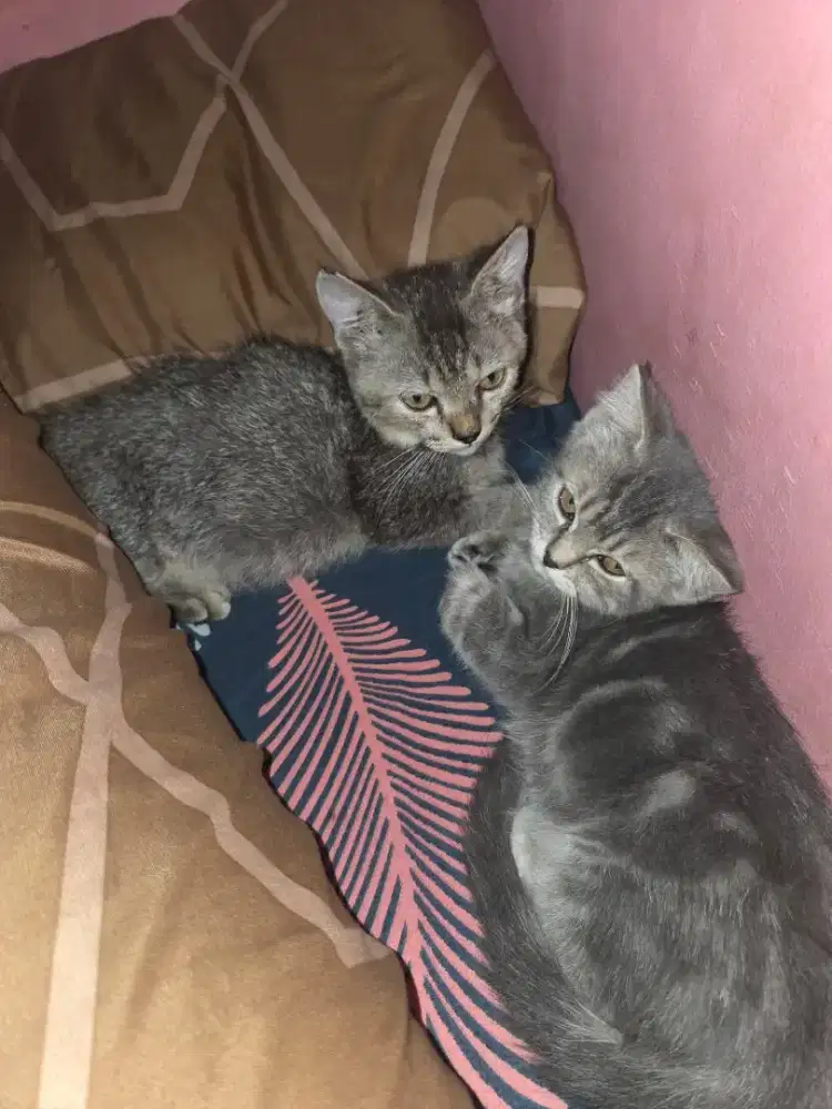 kitten munchkin x BSH