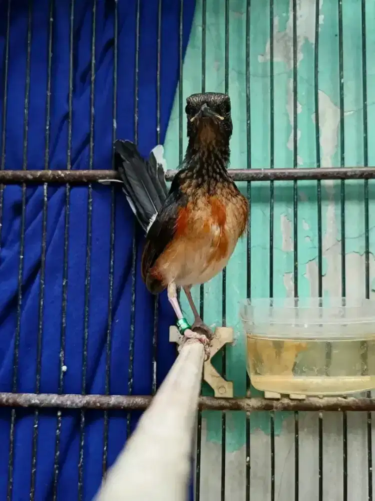 Murai batu trotolan seri f4