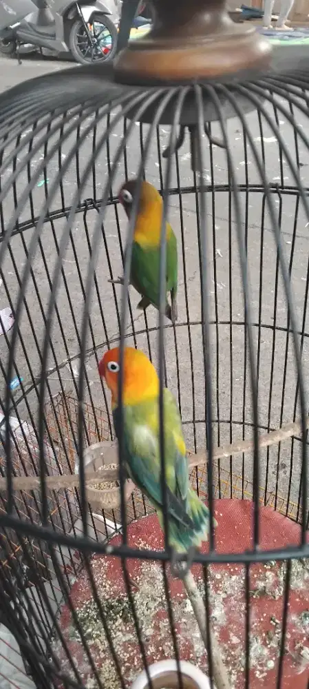 Burung lovebird sepasang