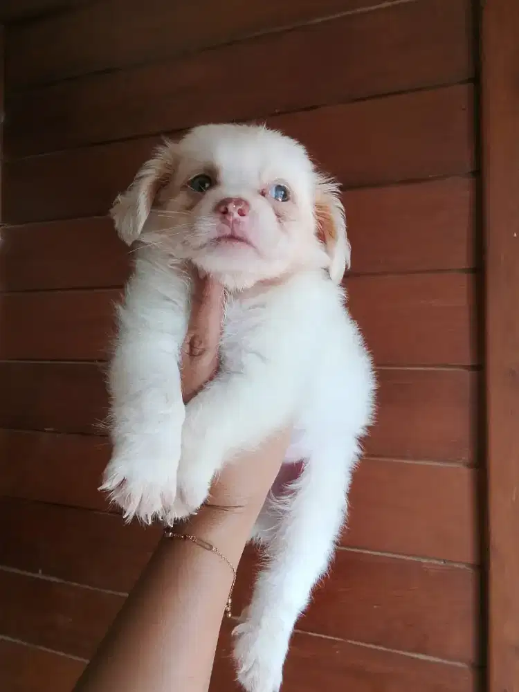 Puppy jantan 2 bulan