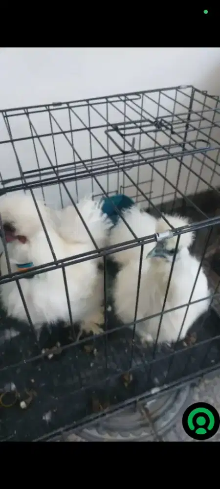 Ayam American Silkie