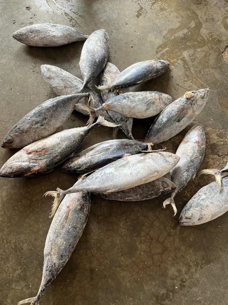 Supplier Frozen Fish Amanah Dan Terpercaya