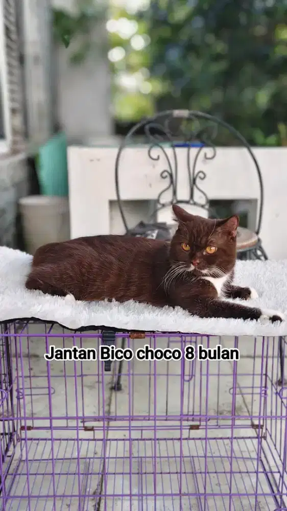 British Shorthair Cinamon / BSH choco