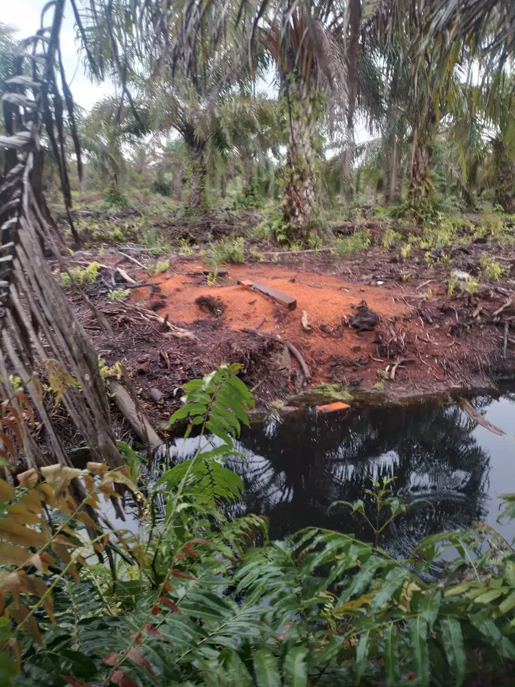 Di jual kebun sawit di duri (riau)