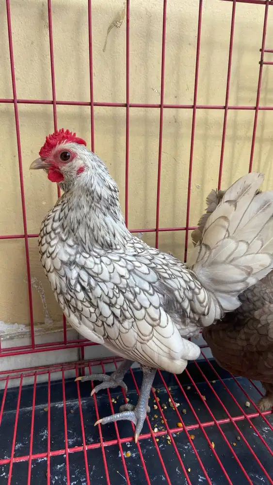 Dijual ayam batik dan ayam kate sepasang sudah bertelur