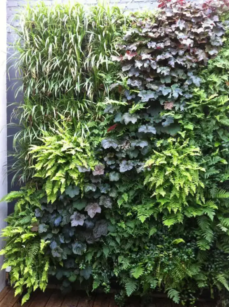 Vertical garden graha