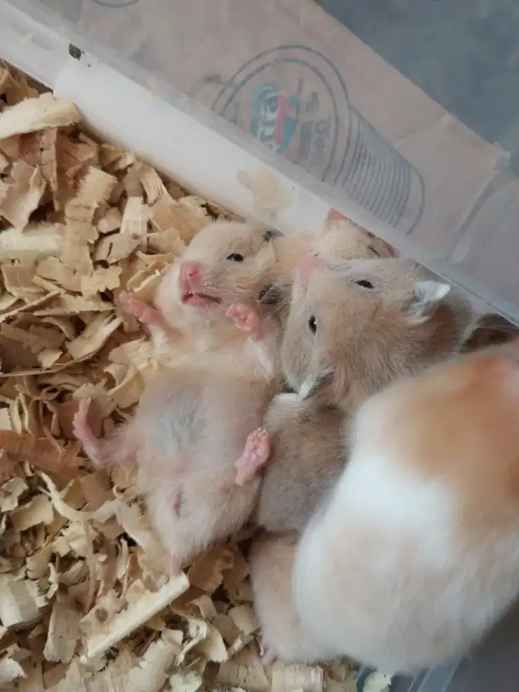 JUAL HAMSTER SYIRIAN USIA 1 BULAN +