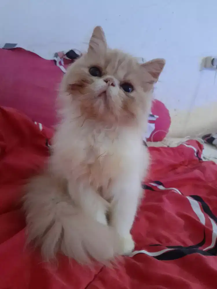 Persian lomghair JANTAN