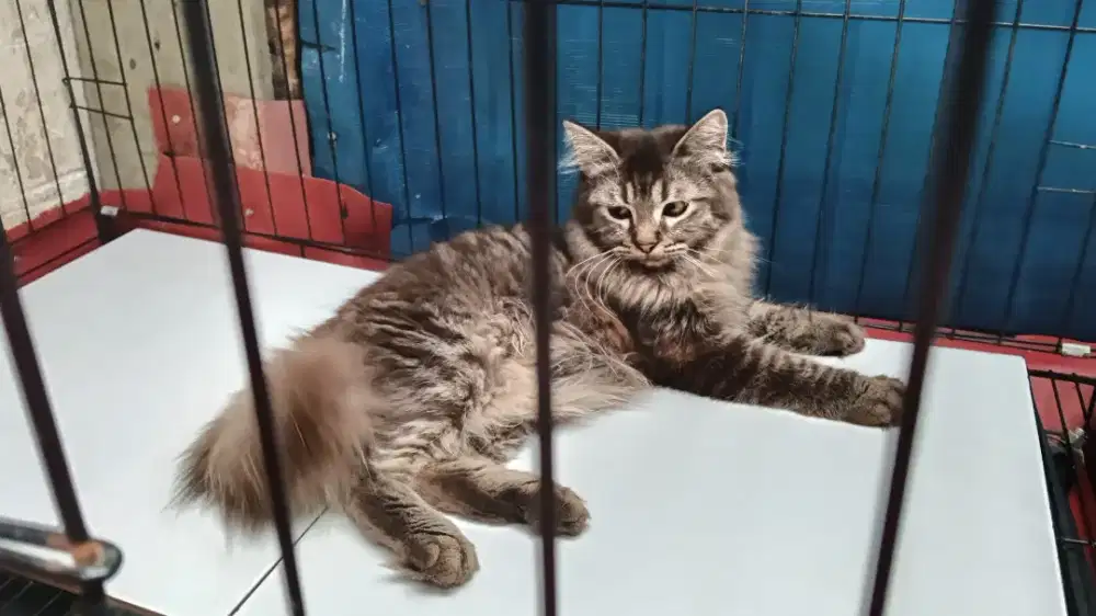 Kucing Persia Jantan