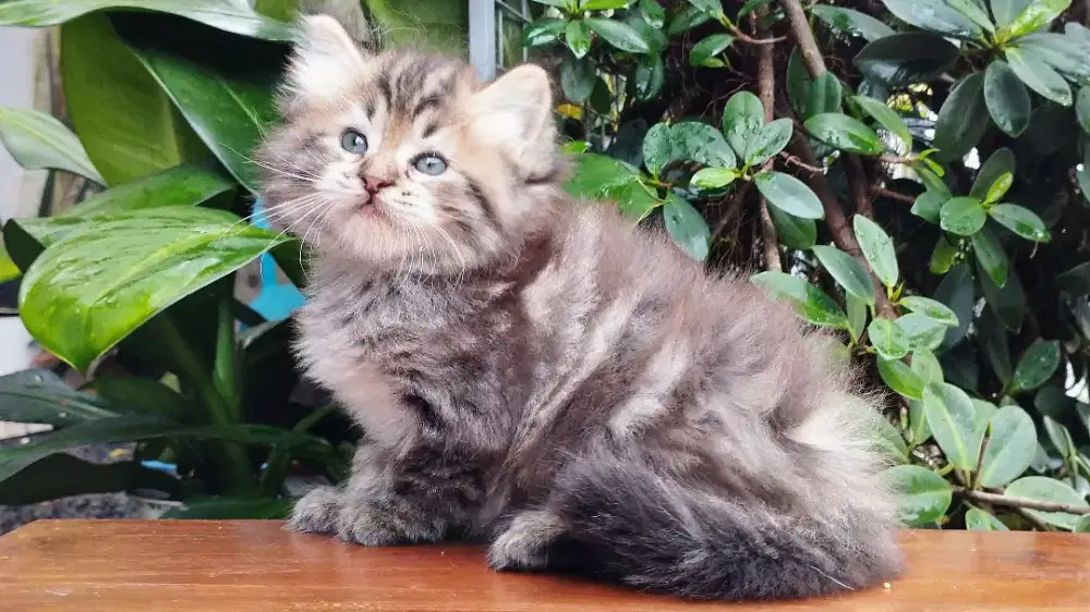 Kucing persia kitten