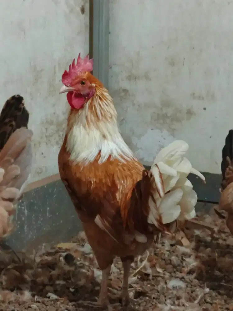 Ayam jantan elba usia 6 bulan