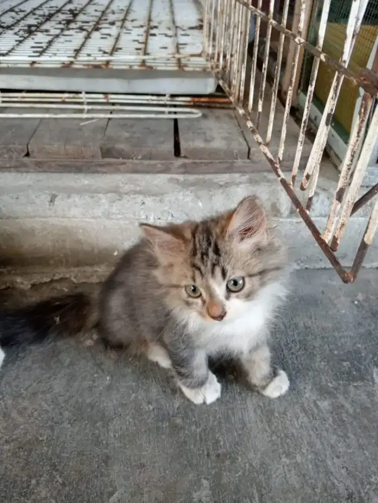 Kitten Persia medium