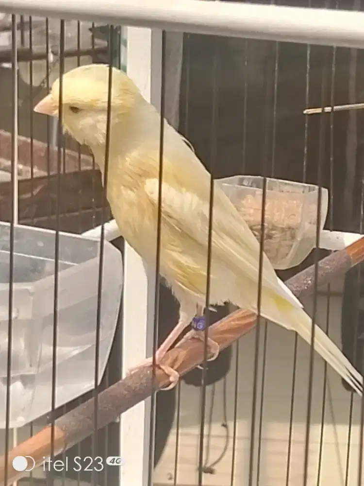 F1 Ys big size warna extrajos