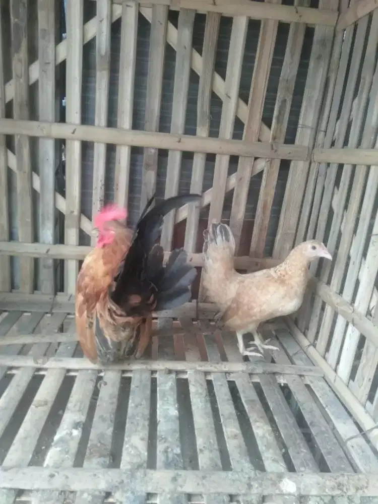 Sepasang ayam srama tulen