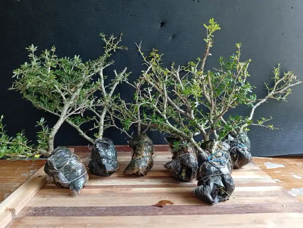 Saeng simbur micro bunga ungu