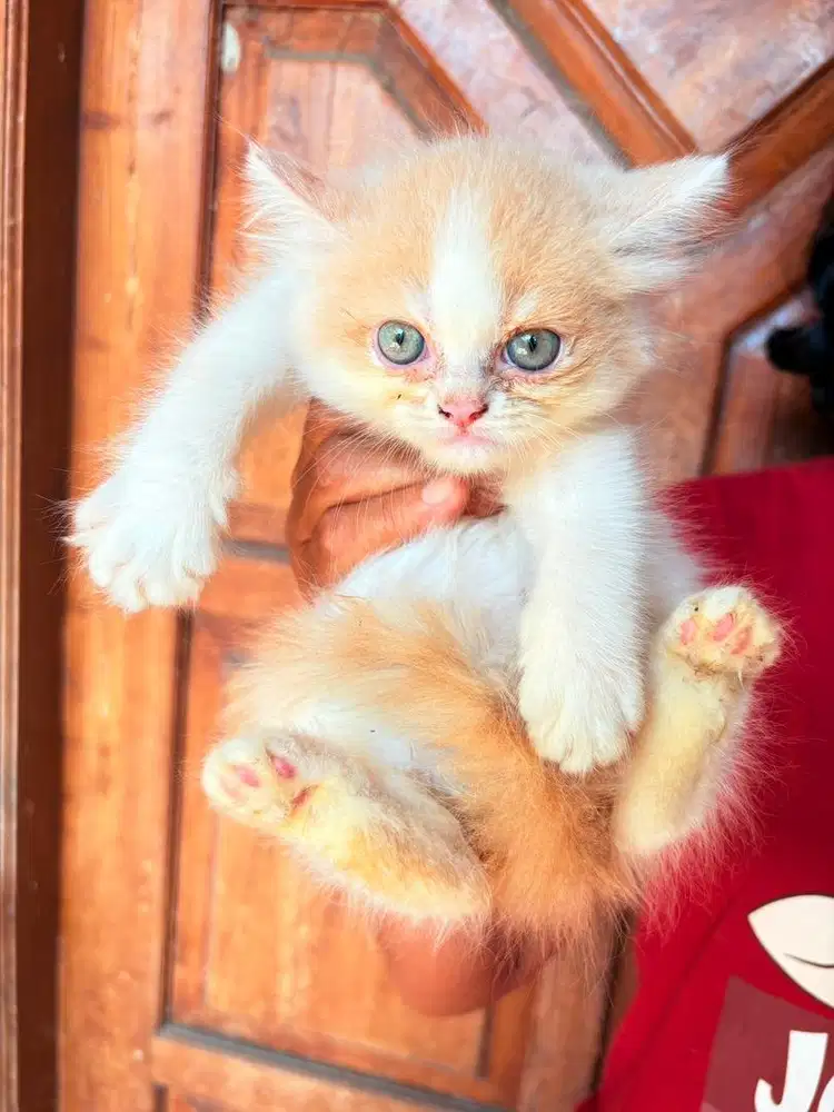 Kitten Persia Medium
