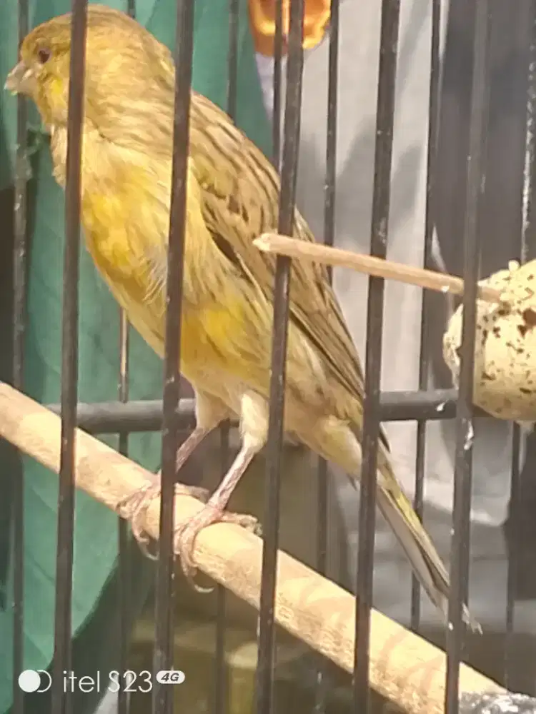 F1 Rasmi warna ijo botol