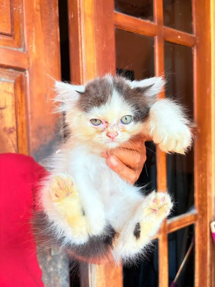 Kitten Persia Medium