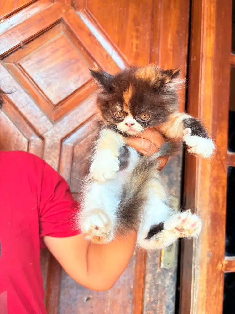 Kitten Persia Flatnose