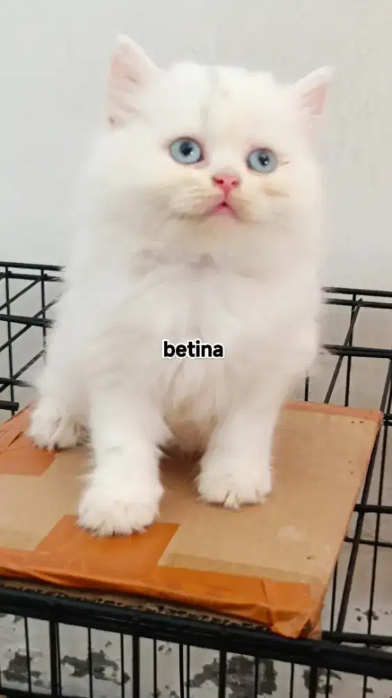 Kitten Persia Putih