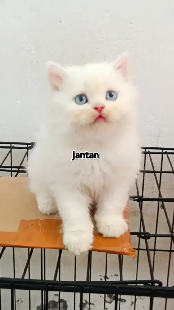 Kitten Persia Putih