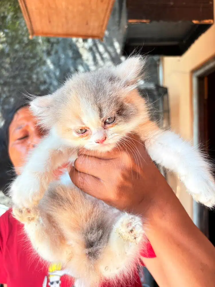 Kitten Persia Medium