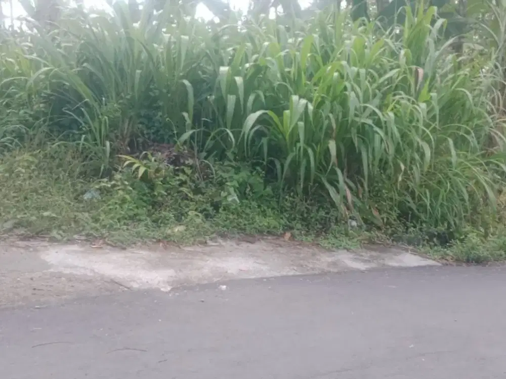 TANAH PEKARANGAN ASRI MURAH DEKAT JEEP ADVENTURE MERAPI CANGKRINGAN, SLEMAN