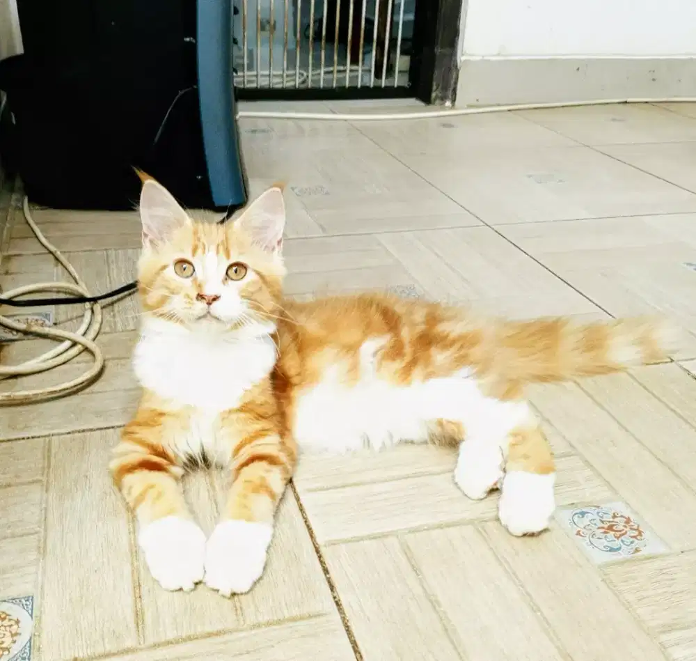 Kitten MaineCoon Betina Asli bkn mix.