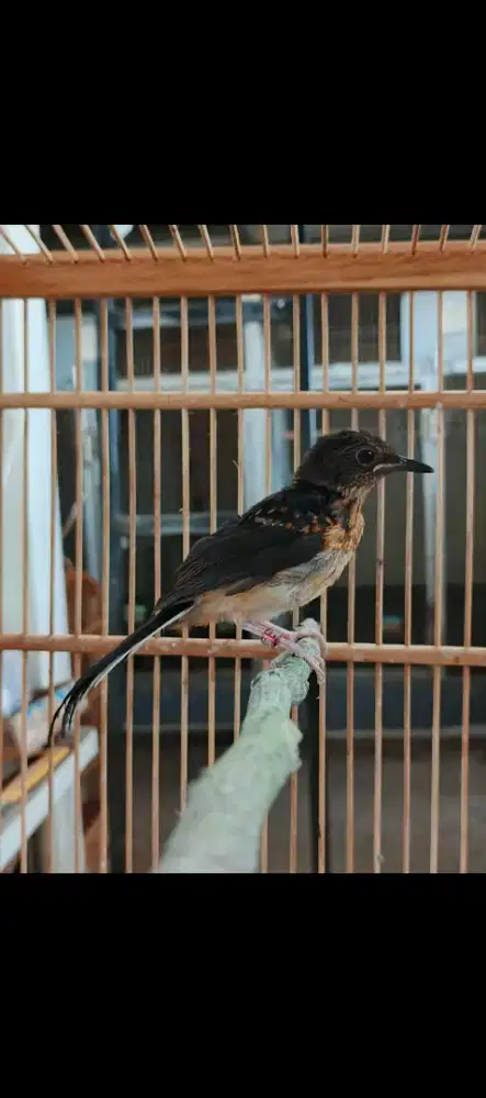 Trotol murai batu trah prestasi x ekor panjang