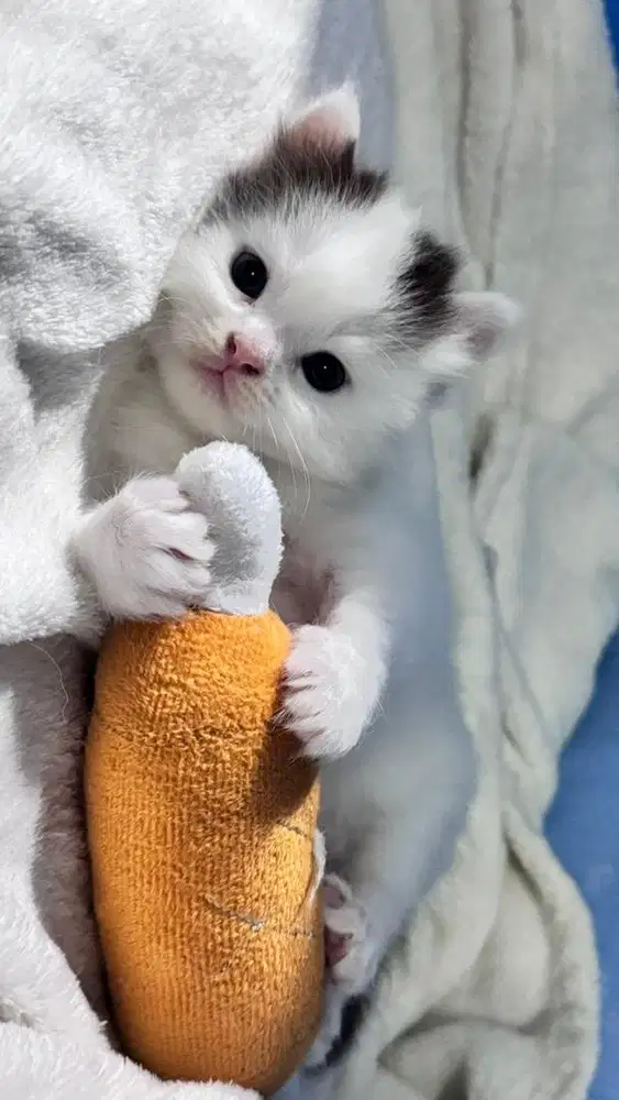 Kitten Ragdoll Jantan