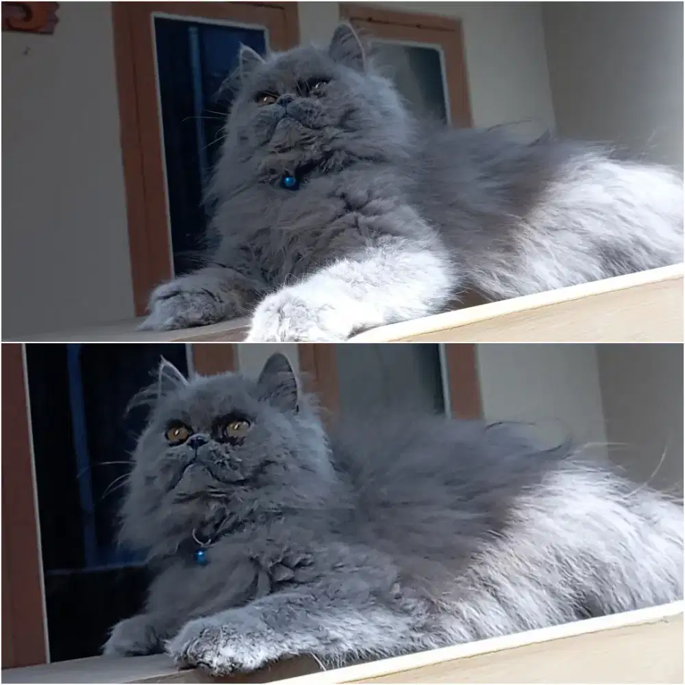 Kucing Kitten Persia Flatnose, Abu Solid Betina.