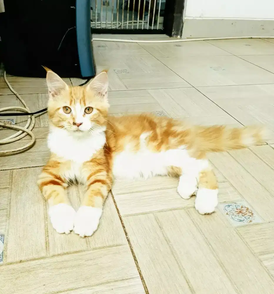 MaineCoon kitten Betina Asli bkn mix.