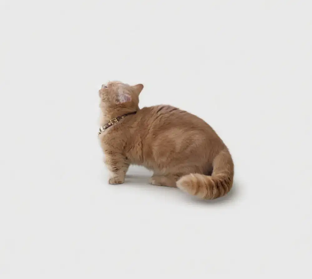 Munchkin BSH Fawn Jantan Munchkin Adult