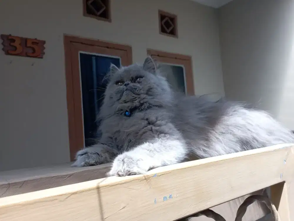 Kucing Persia Flatnose, Warna Favorit ABU