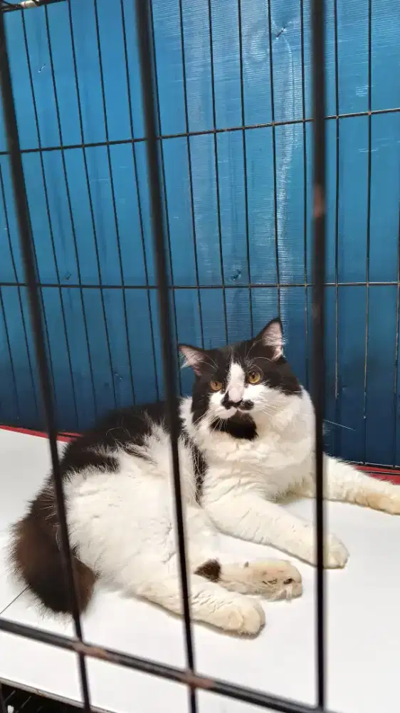 Kucing Persia Jantan