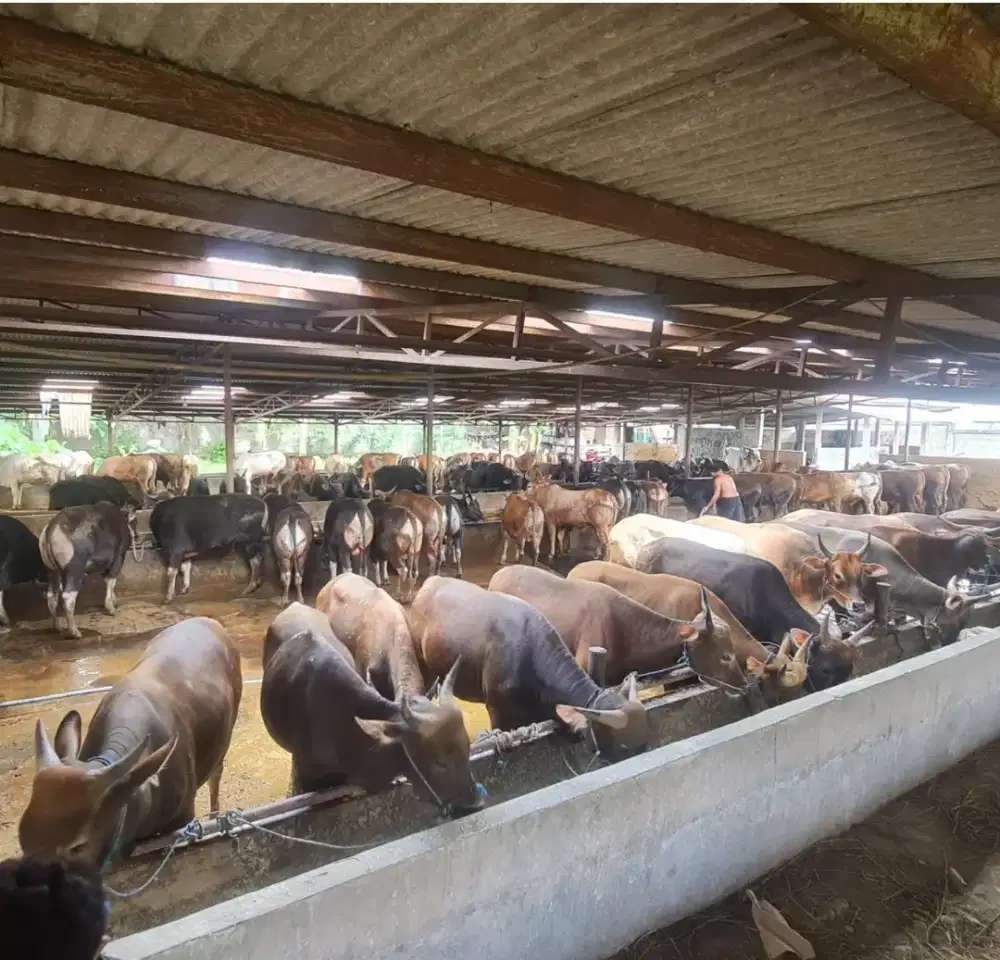 PETERNAKAN SAPI QURBAN SEHAT & GEMUK