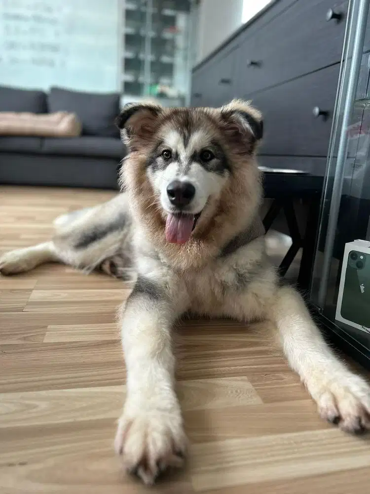 LOWONGAN ART DI DESA CIJUJUNG, SUKARAJA, KABUPATEN BOGOR