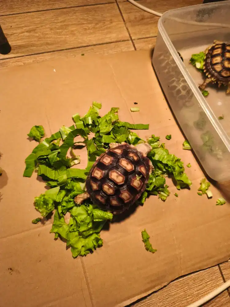 kura sulcata 7 atau 8cm