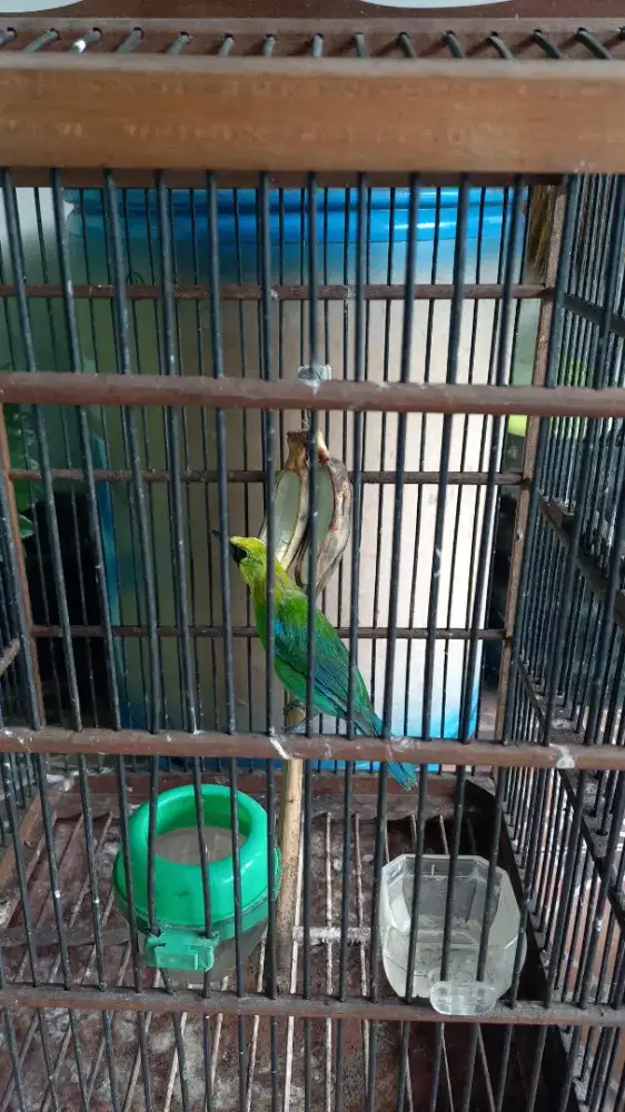 Cucak ranti cak ranti