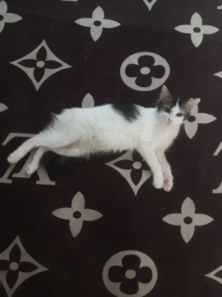 Kucing Peranakan Kucing Anggora dan Kampung