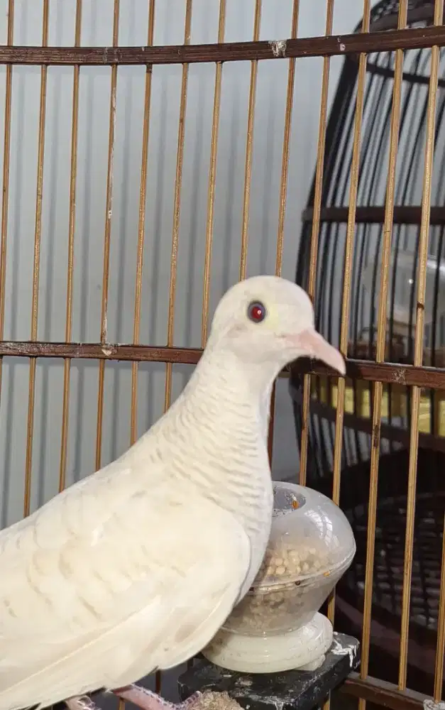 Perkutut Lurik Warna Golden MATA MERAH