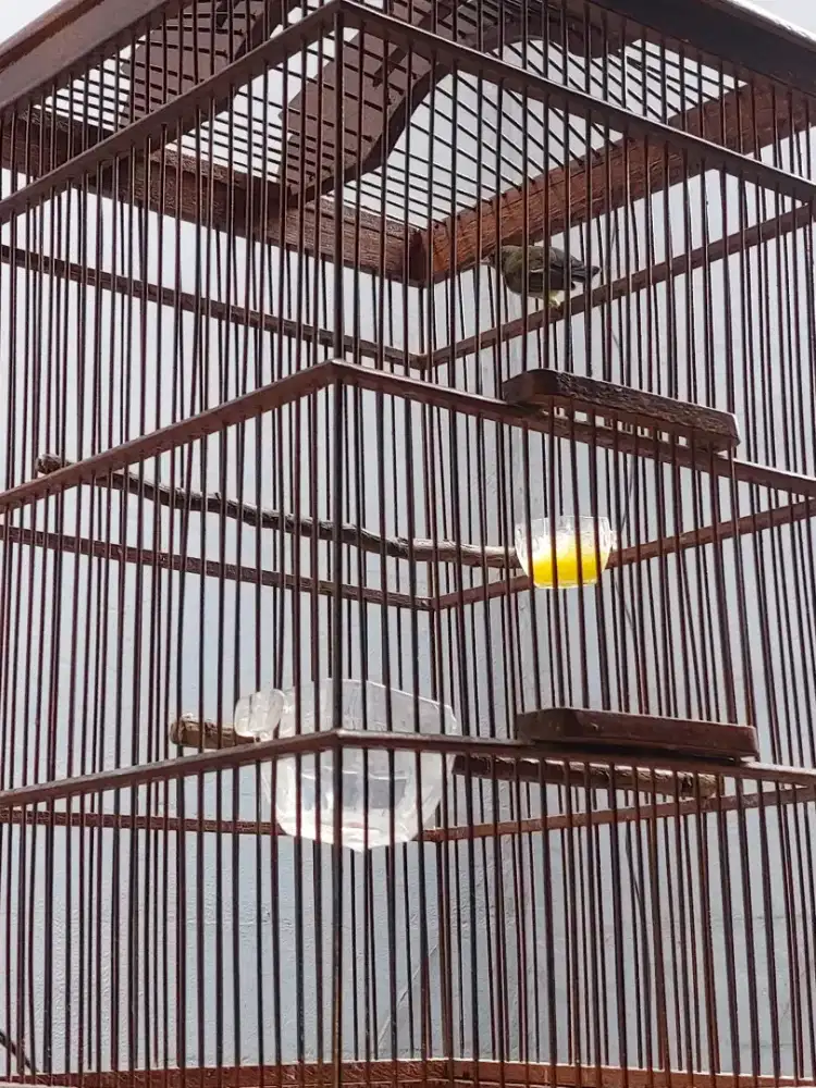 Jual burung konin fullset