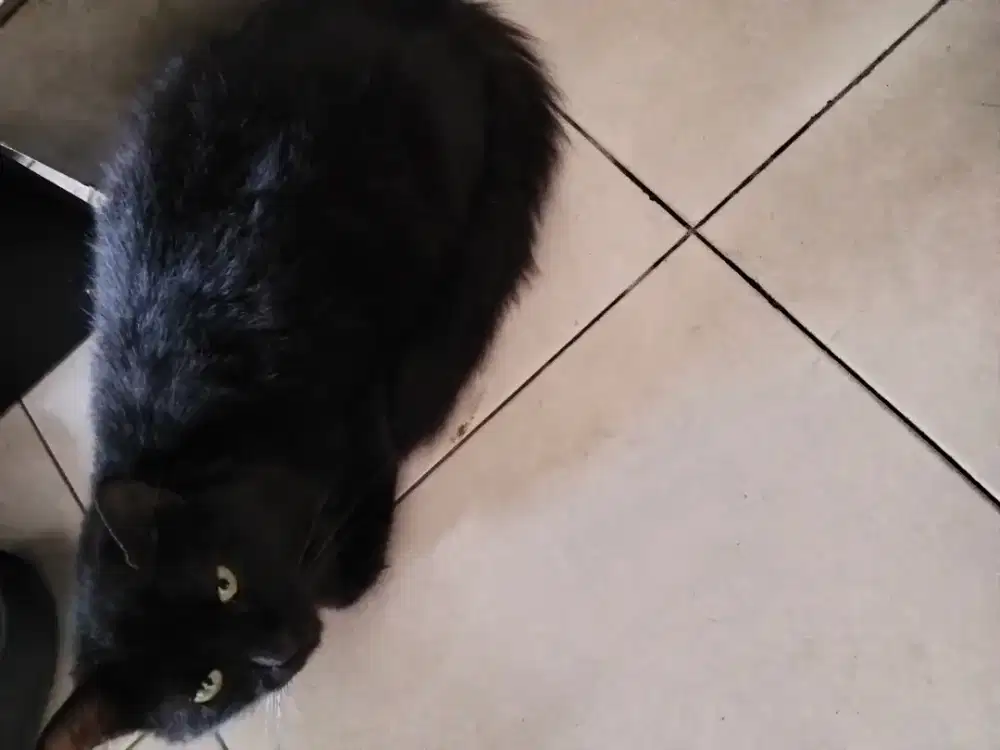 Dijual Murah Kucing Anggora persia Jantan