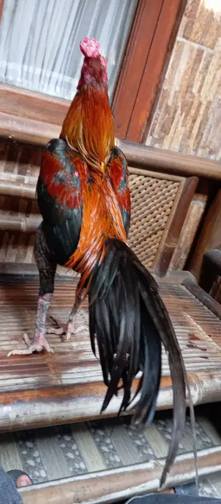 Ayam bangkok win 1 x