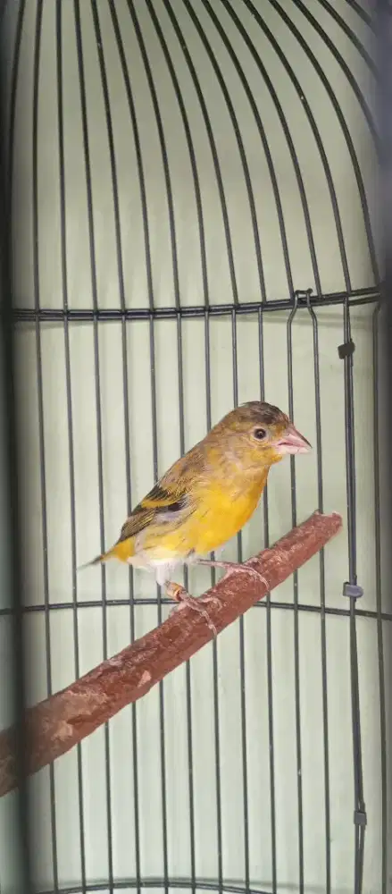 Burung mule siskin bhs jantan