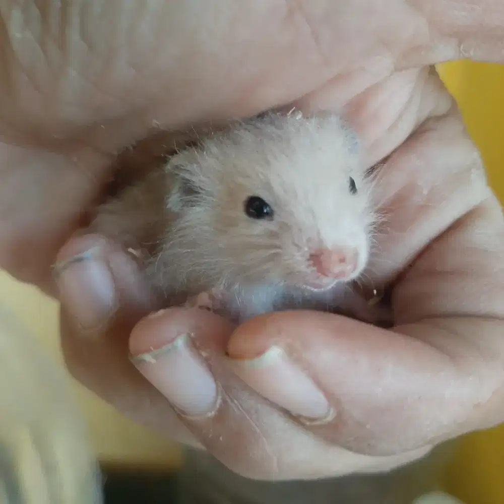 Hamster Jinak Anakan